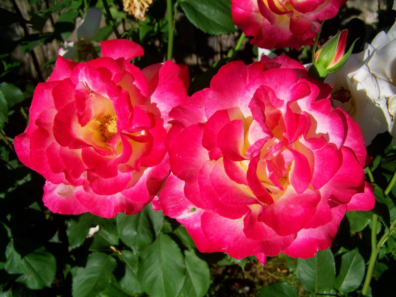 pink rose flower garden summer flower free photo