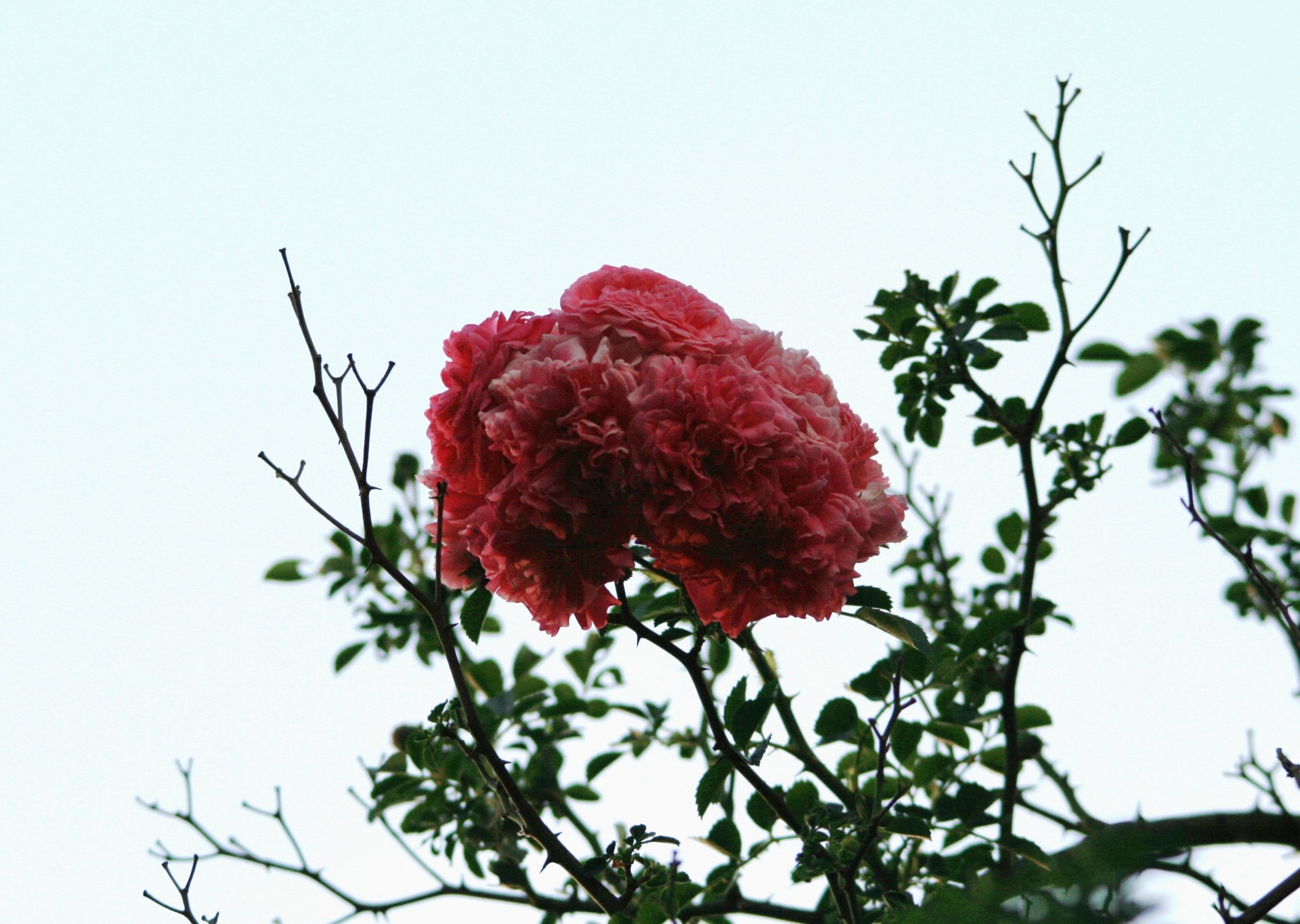 flowers roses pink free photo