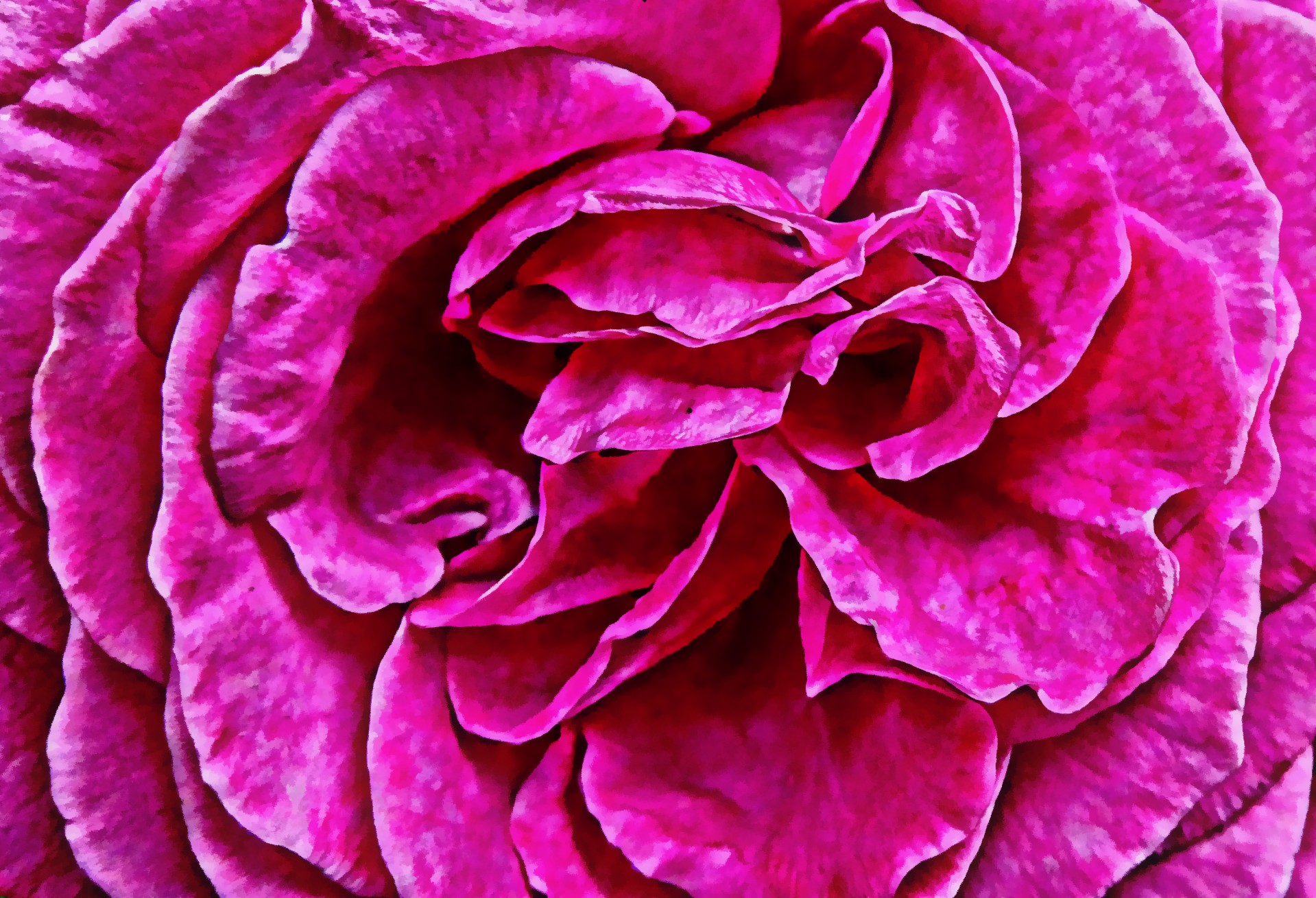 rose petals pink free photo