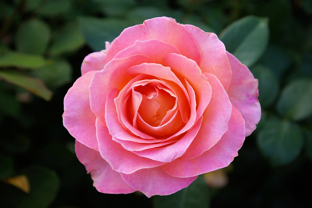 pink rose at olbrich  rose  flower free photo