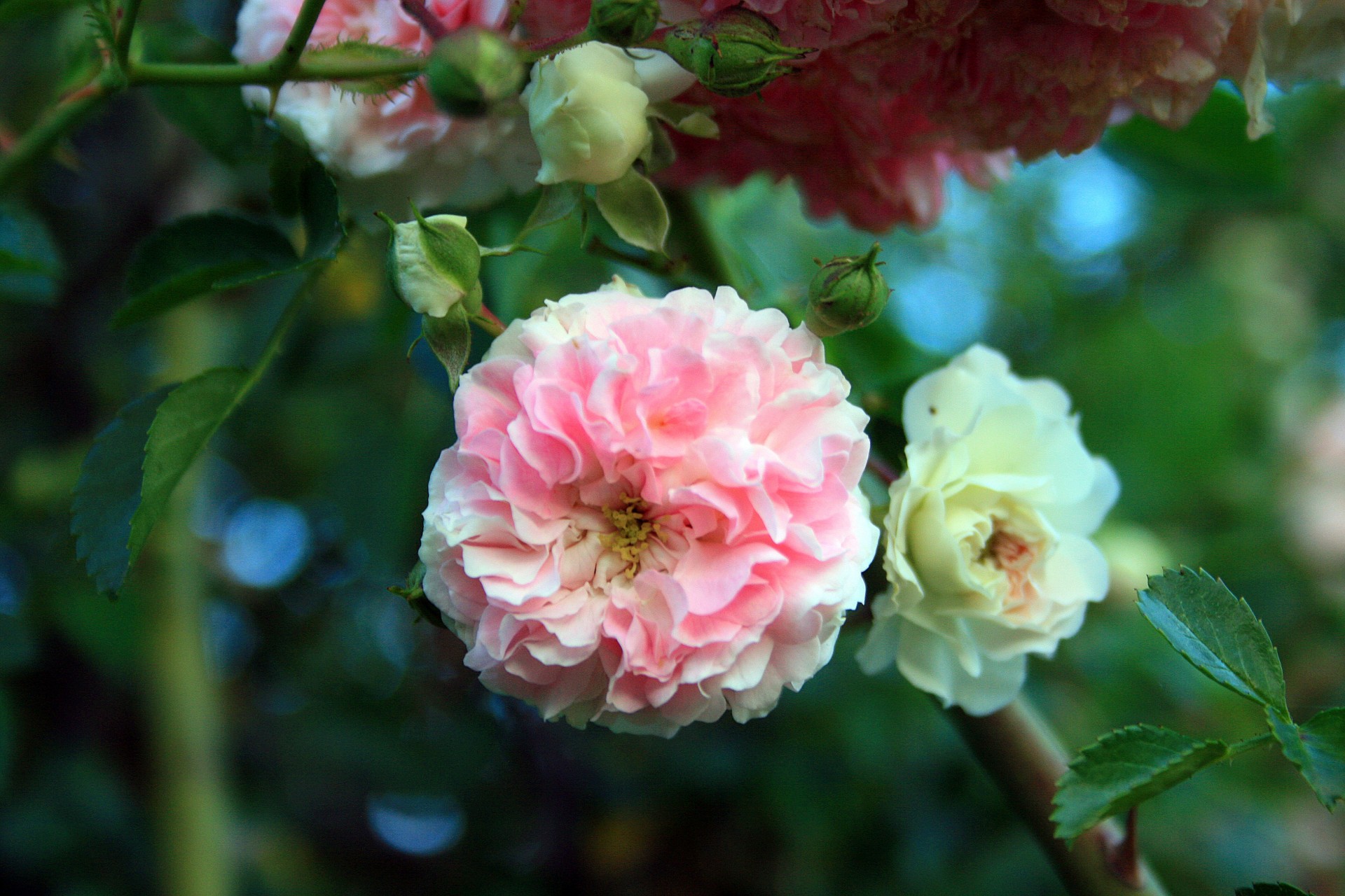 rose flower pink free photo