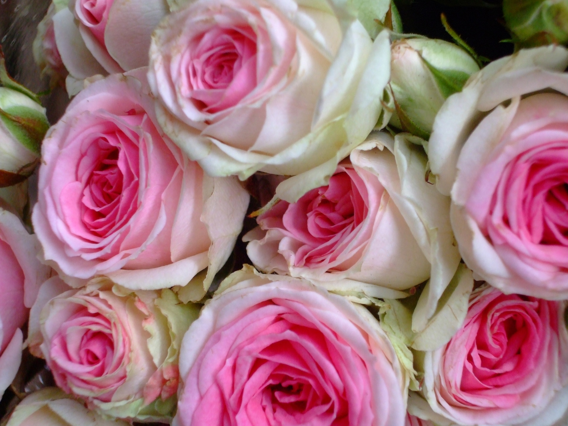 roses pink bouquet free photo