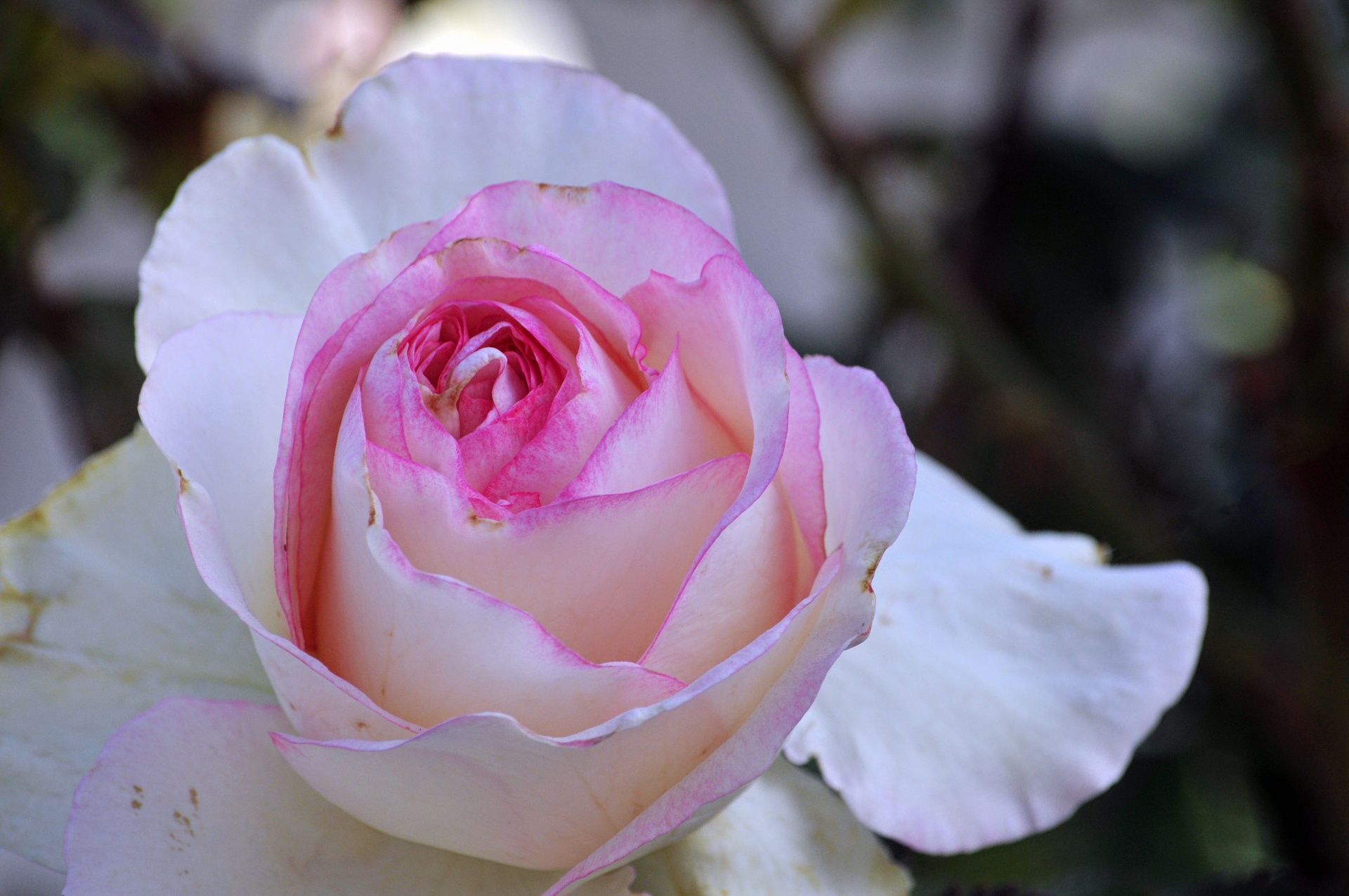 rose roses pink free photo