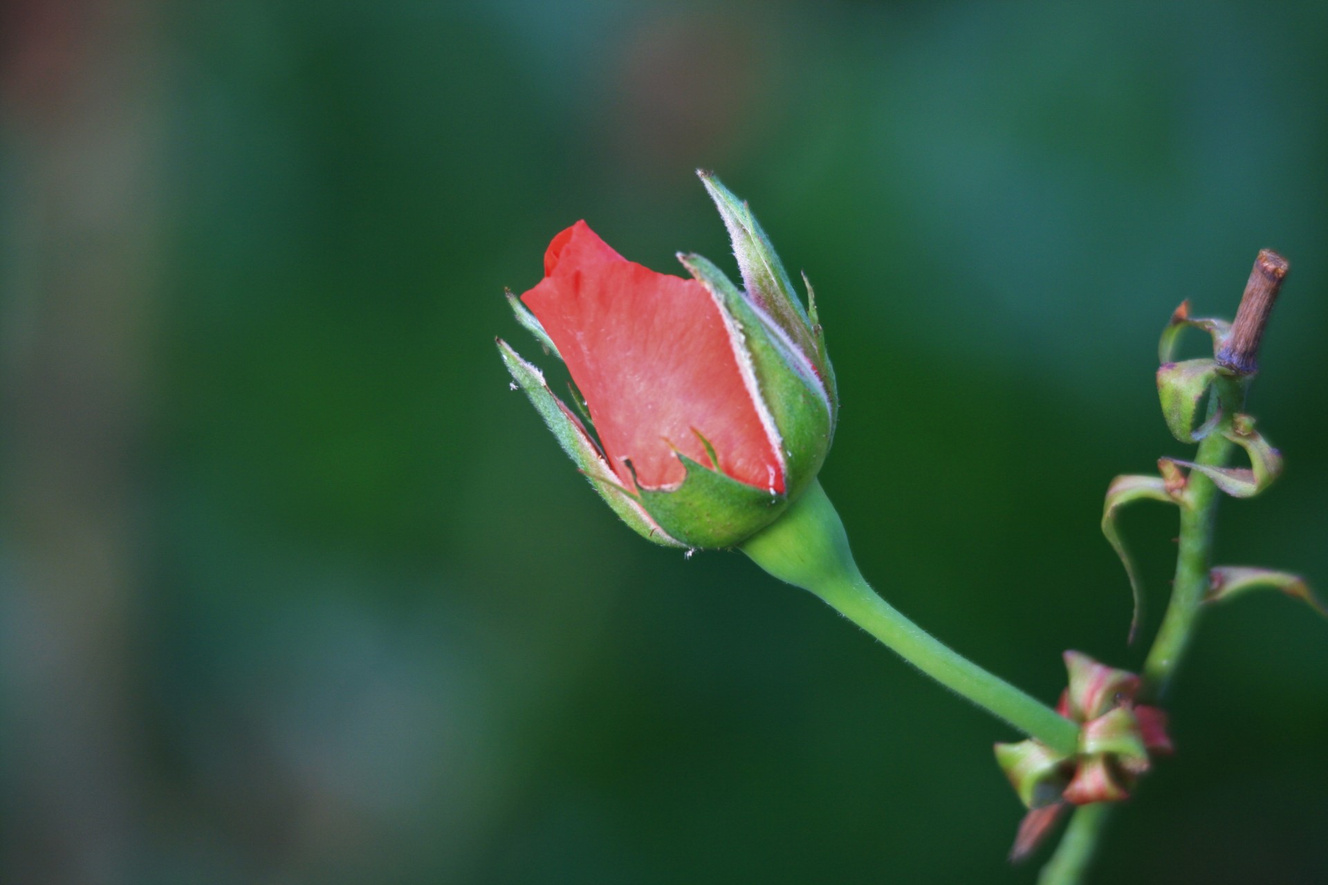 flower rose bud free photo