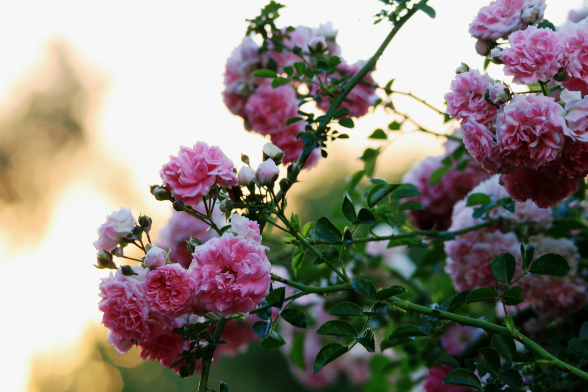 flowers roses pink free photo