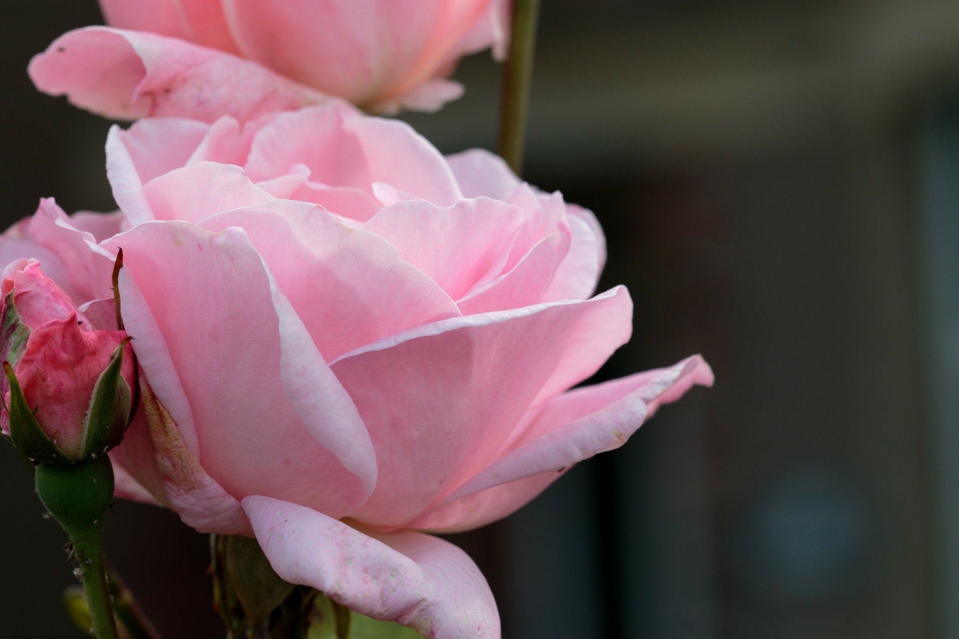 rose pink flower free photo