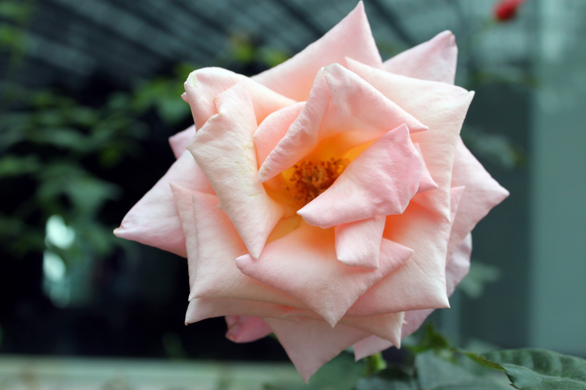 pink rose flower free photo