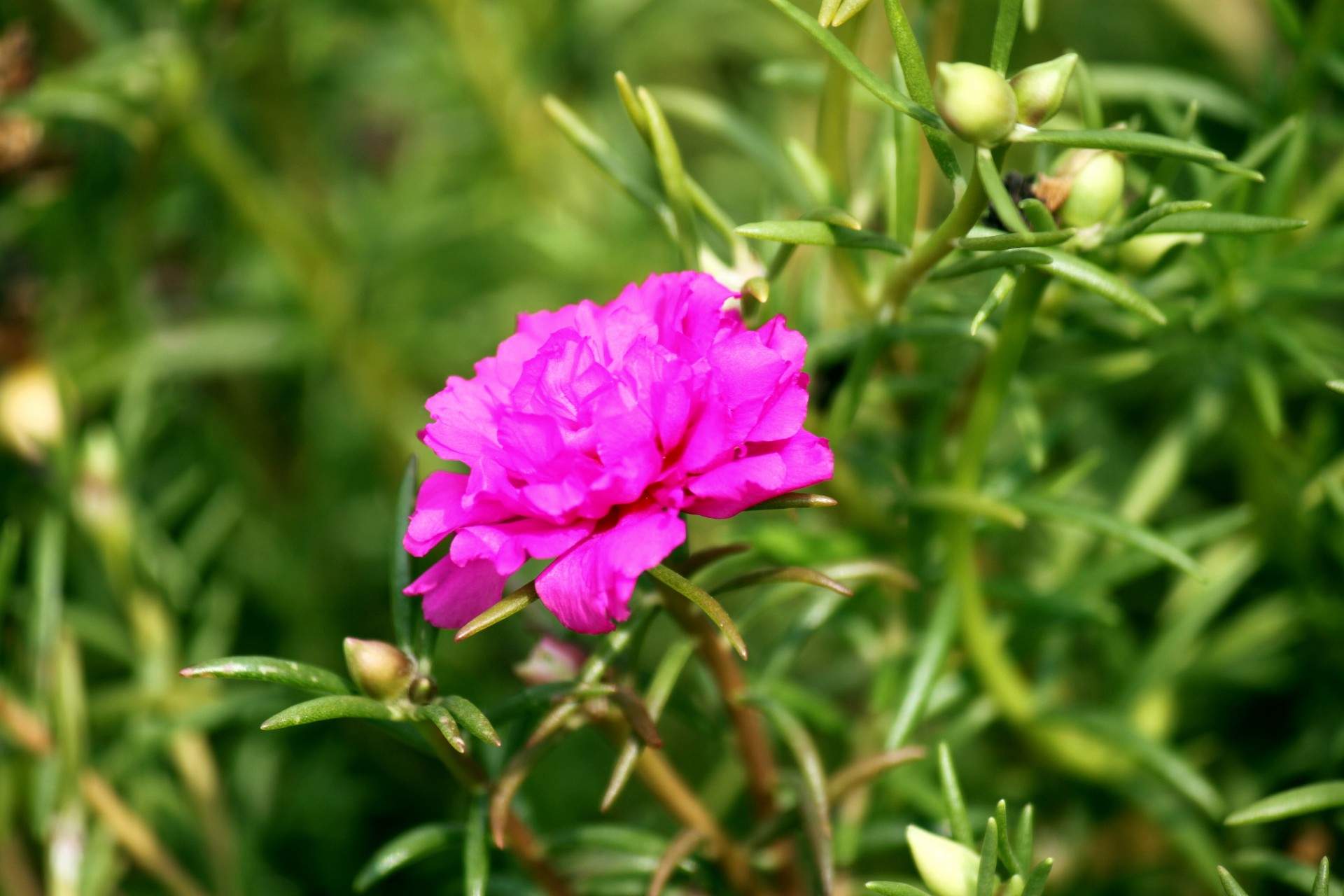 pink rose flower free photo