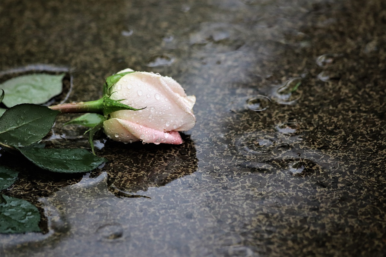 pink rose in rain  grey marble  love symbol free photo