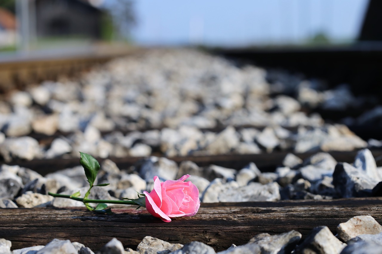 pink rose on railway station outdoor free photo