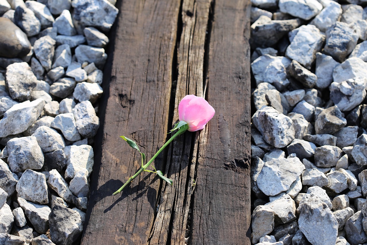 pink rose on railway fresh station free photo