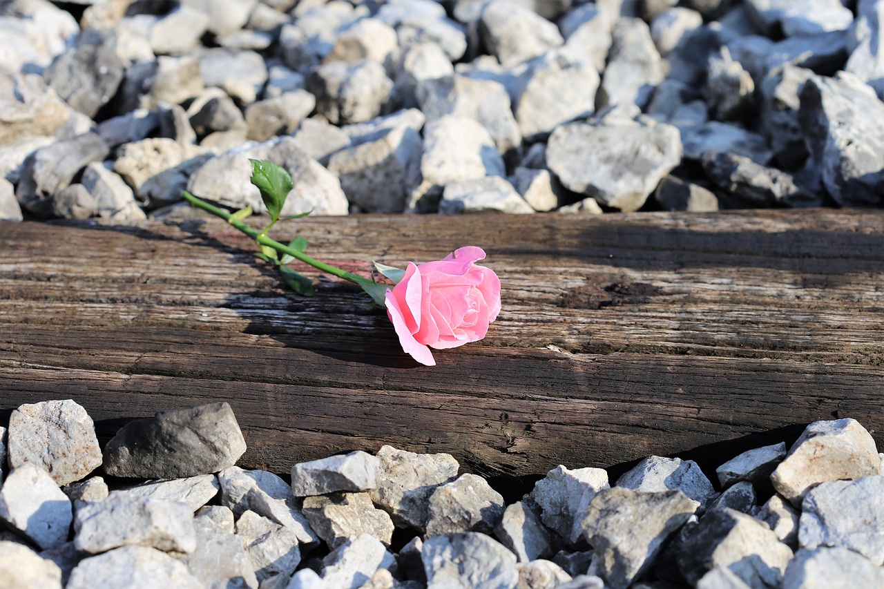 pink rose on railway natural outdoors free photo