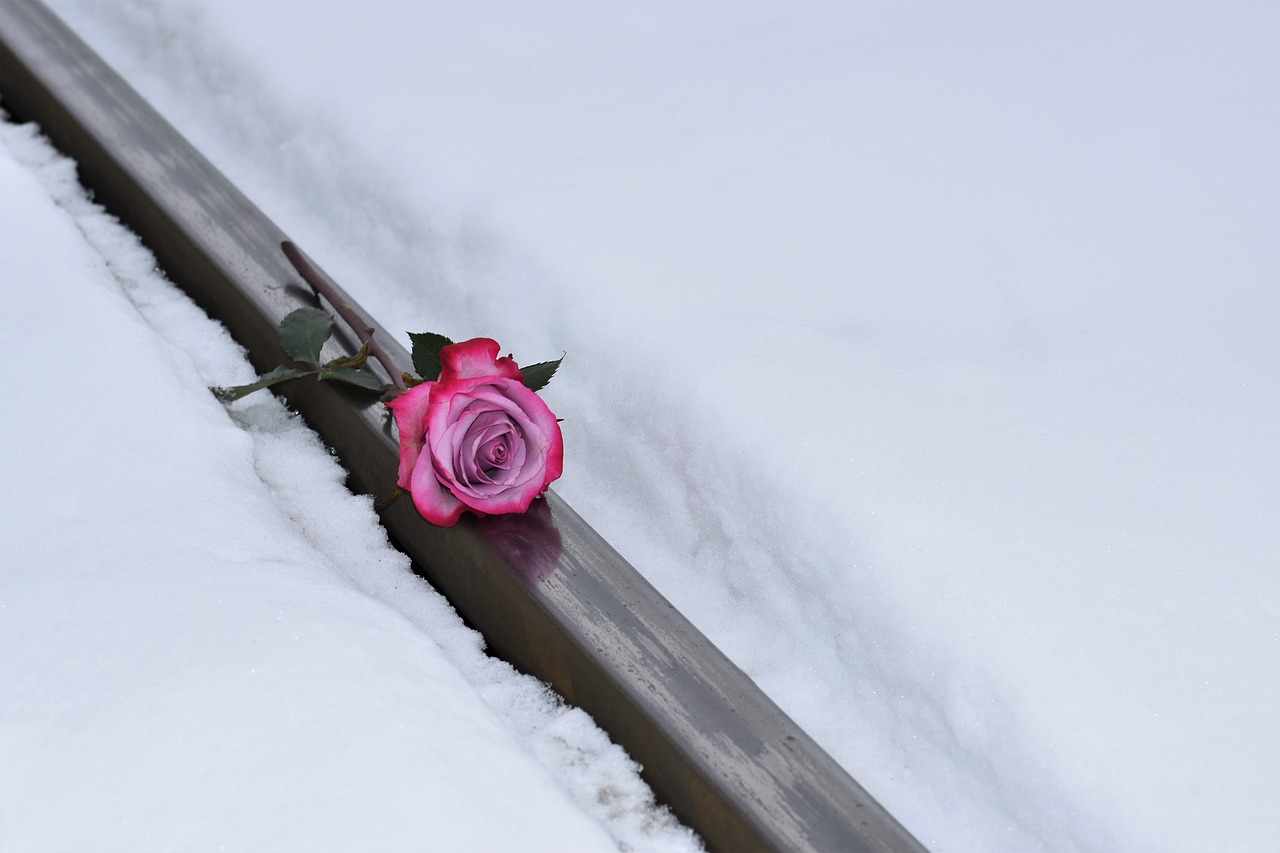 pink rose on railway love symbol winter free photo
