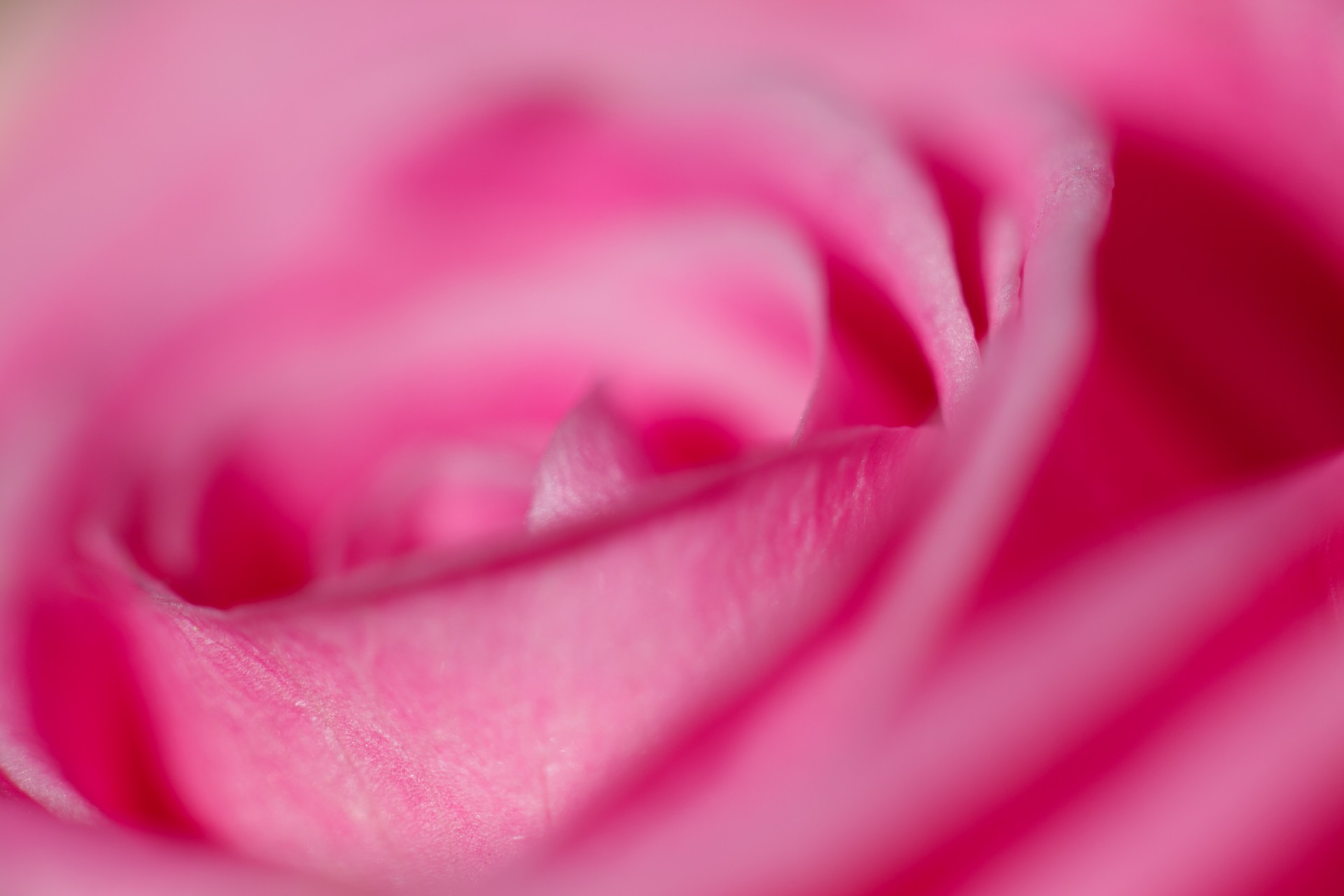 rose petals pink free photo