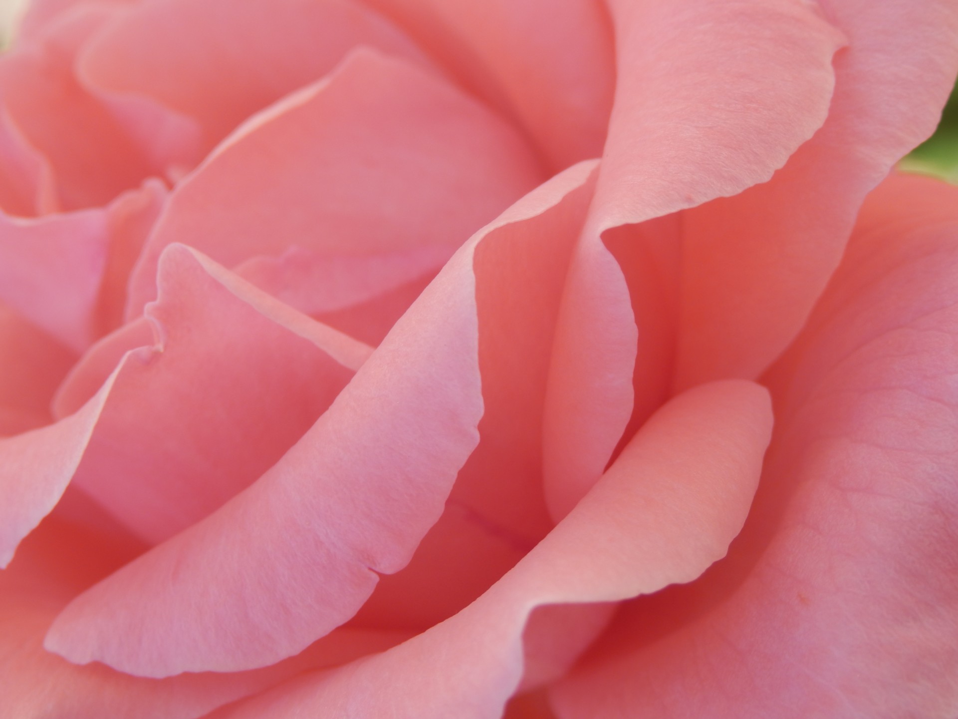 pink rose flower free photo