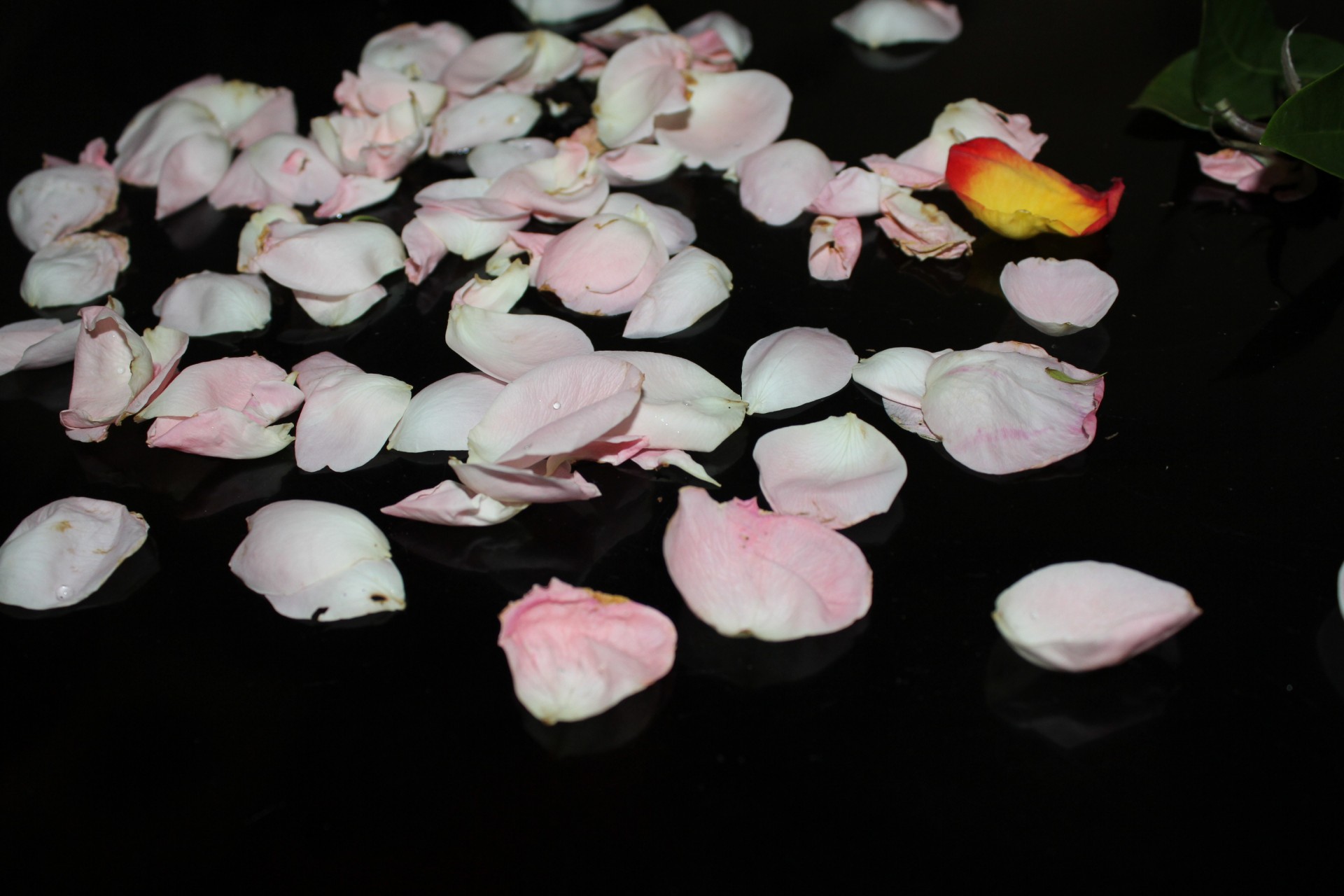 petals pink petals rose petals free photo