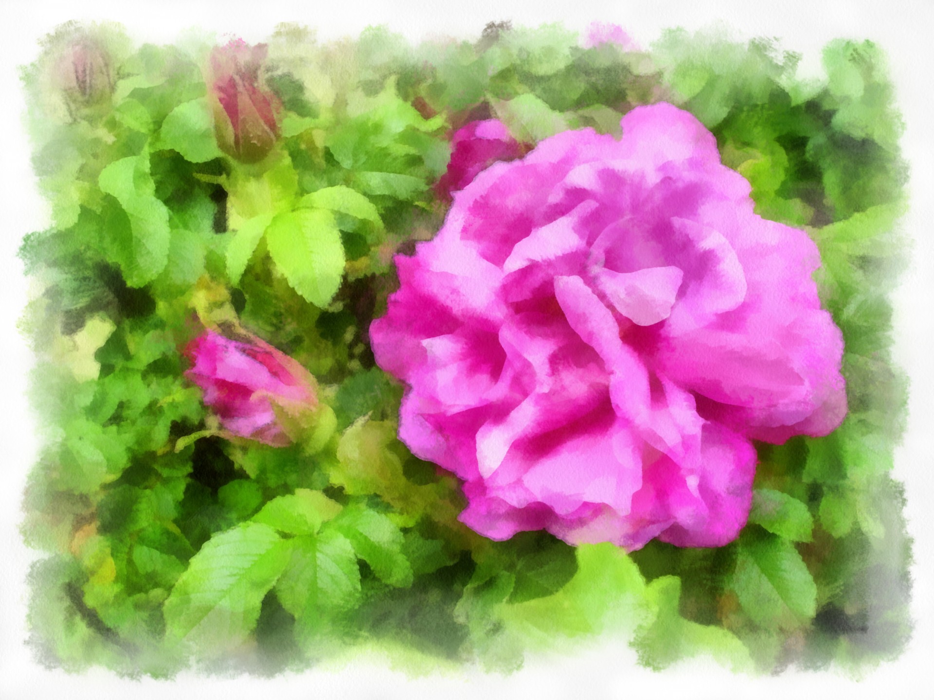 pink rose watercolor free photo