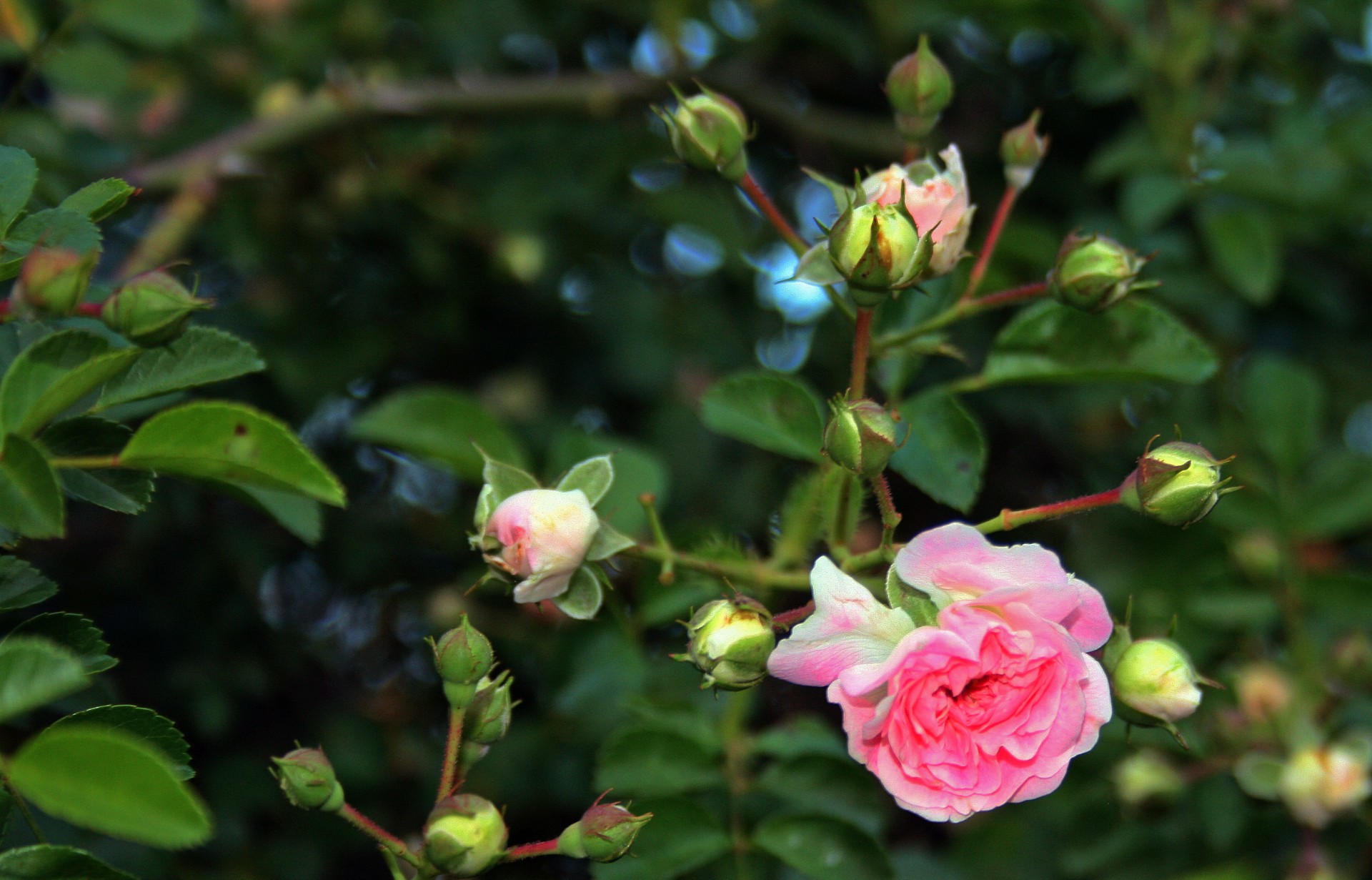 flower rose buds free photo