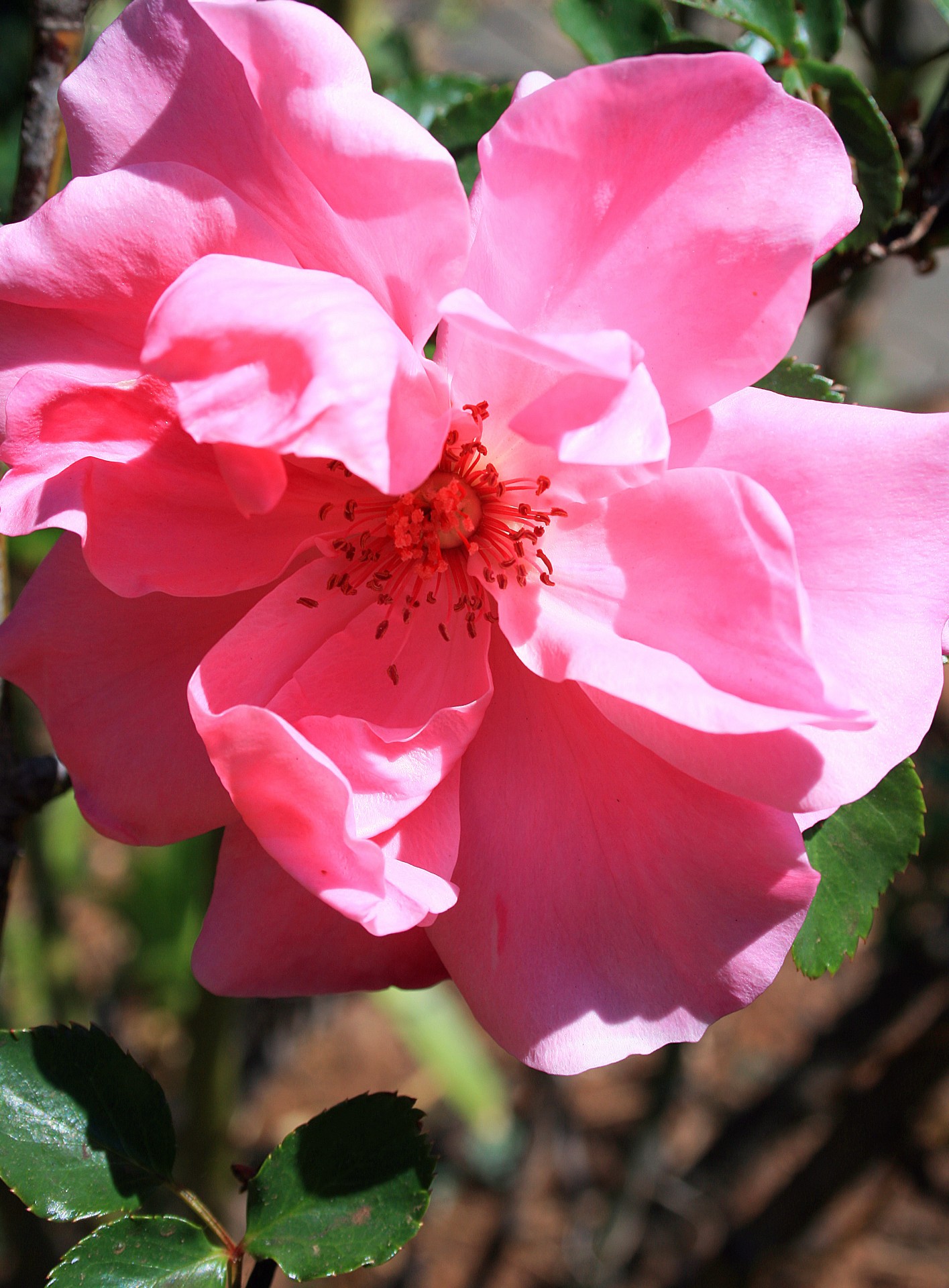 rose bloom open free photo