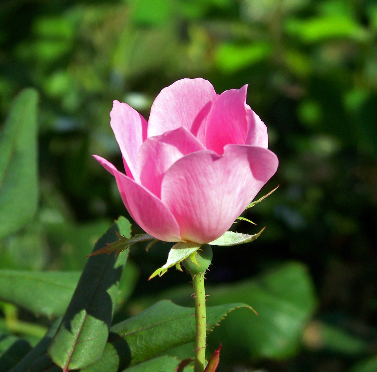 rose pink pink rose free photo