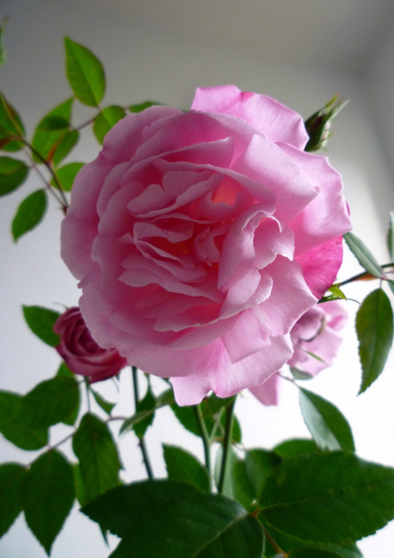 pink rose cut rose vase free photo