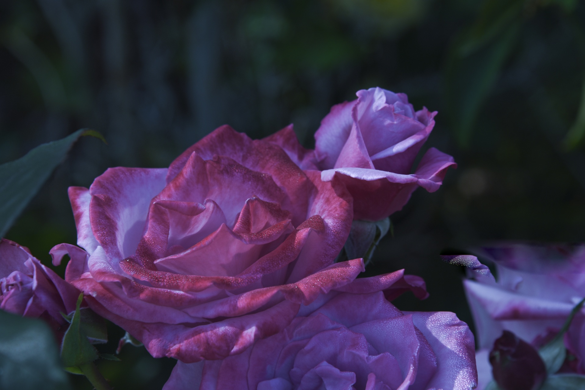 pink roses flowers free photo