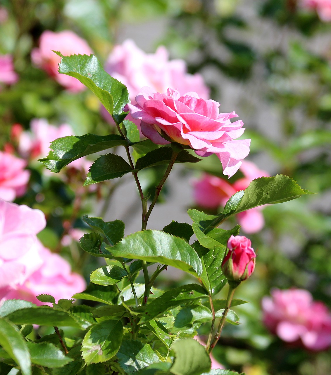 pink roses rosebush roses free photo