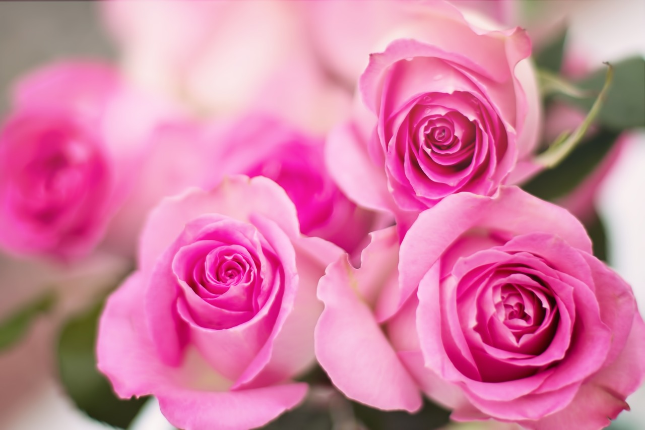 pink roses roses flowers free photo