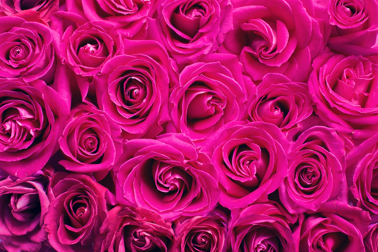 pink roses roses background free photo