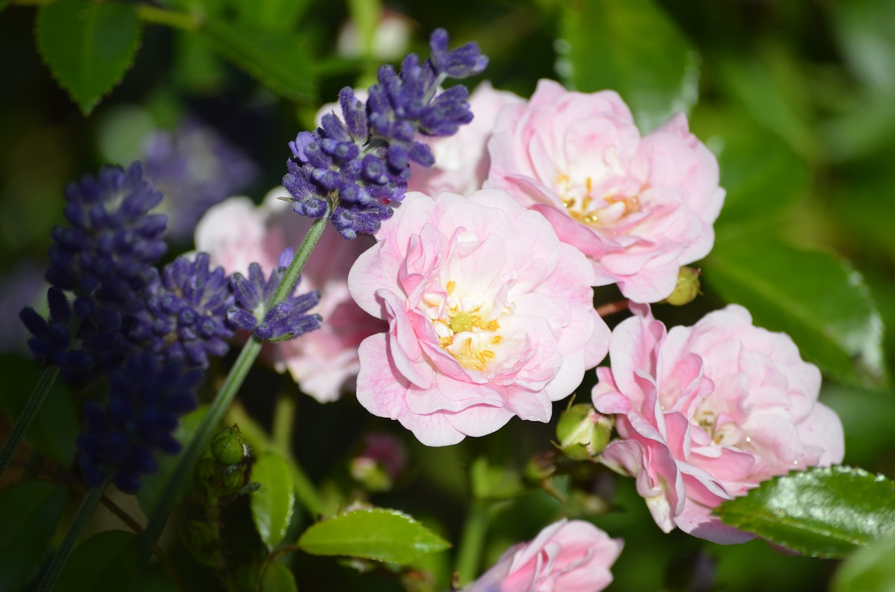 pink roses lavender roses free photo