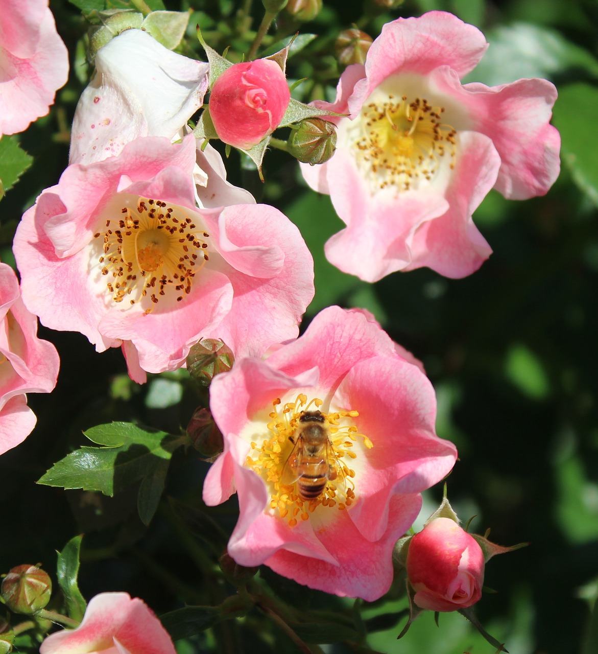 pink roses pollination bee free photo