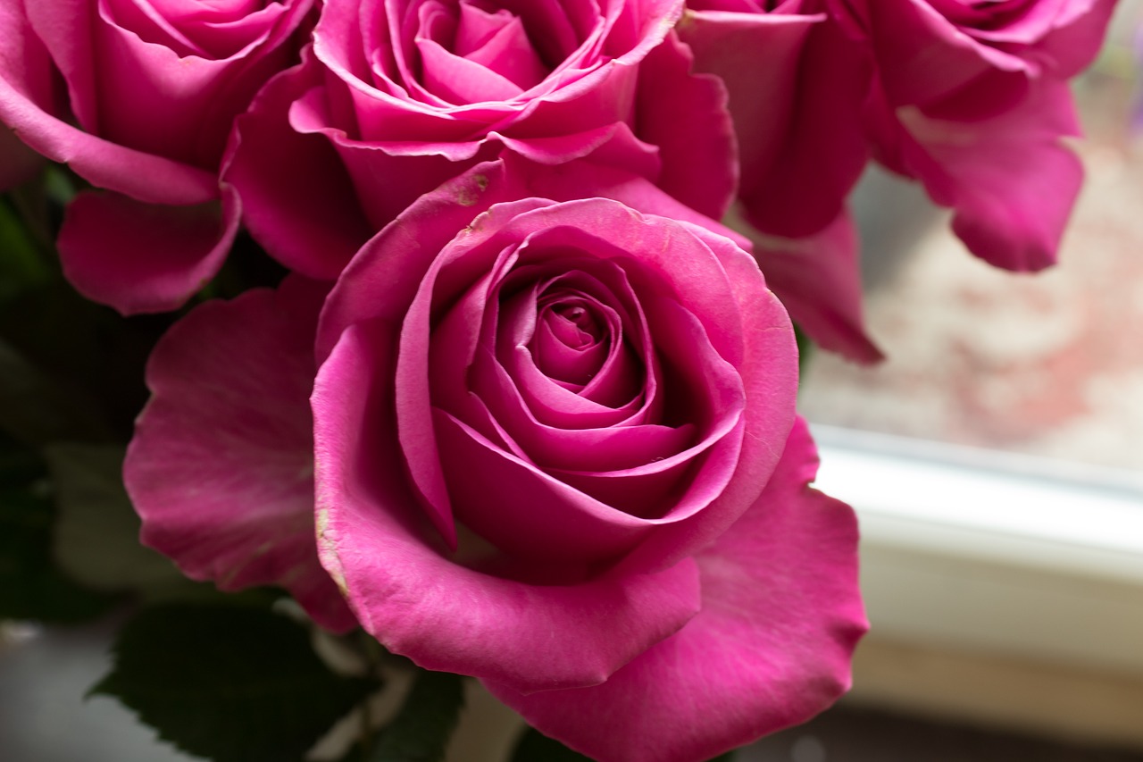 pink roses roses pink flowers free photo