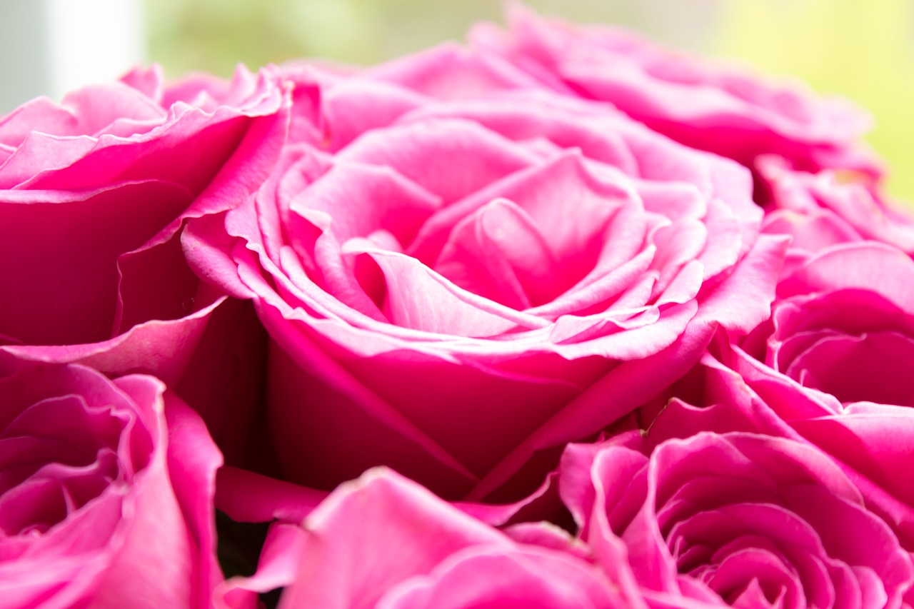 pink roses roses pink flowers free photo