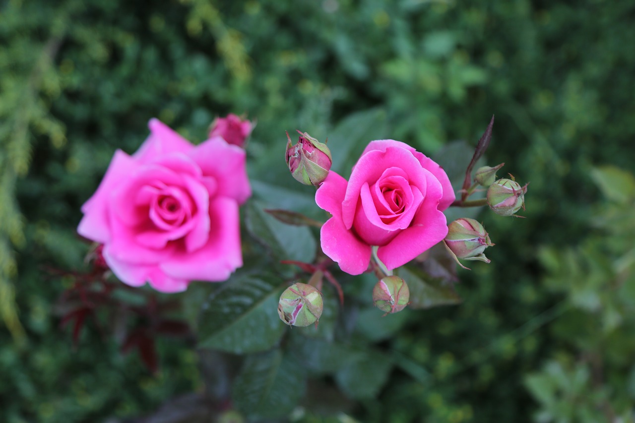 pink roses  flower  nature free photo