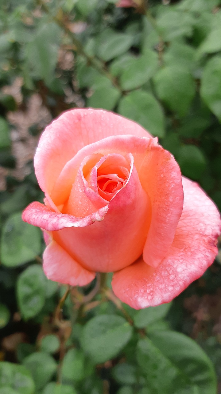 pink roses  rainy day rose free pictures free photo