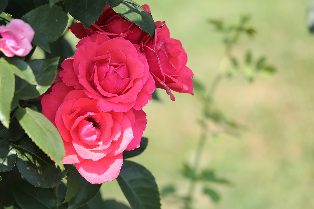 pink roses  flower  romantic free photo