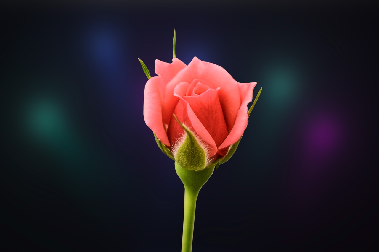 pink roses  flowers  romantic free photo