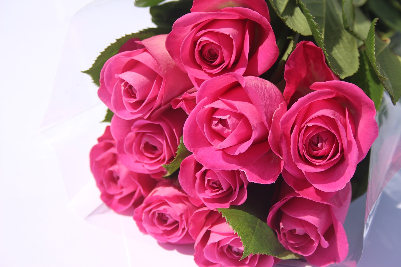 pink roses  bunch pink roses  valentines free photo