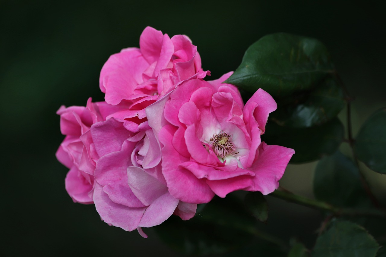 pink roses  flowers  petals free photo