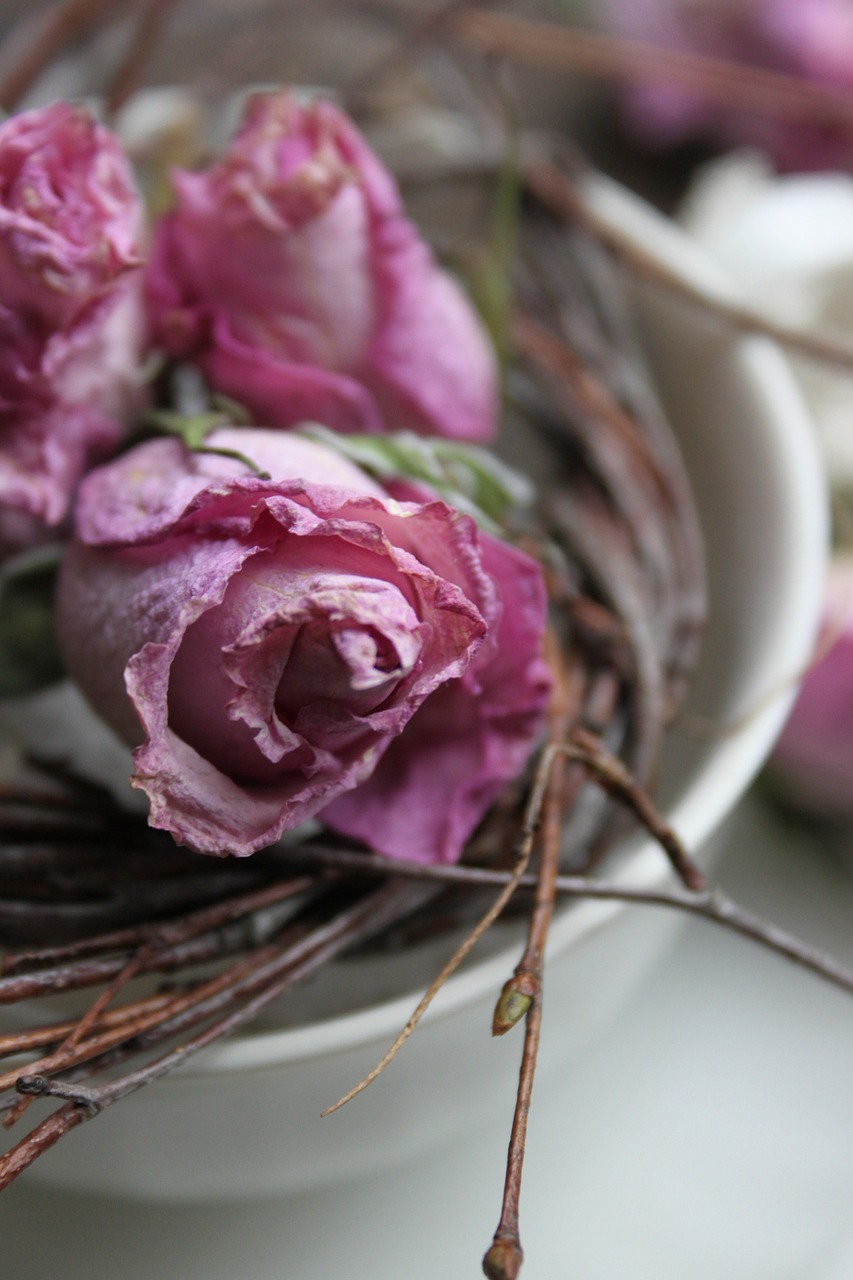 pink roses decoration dried free photo