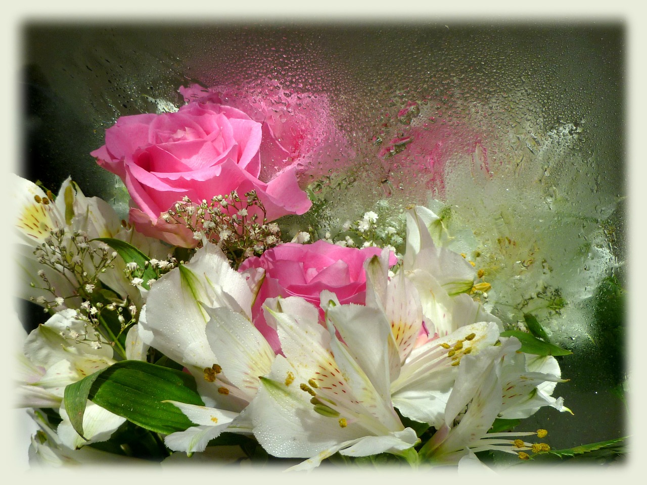 pink roses alstroemeria princess lily free photo