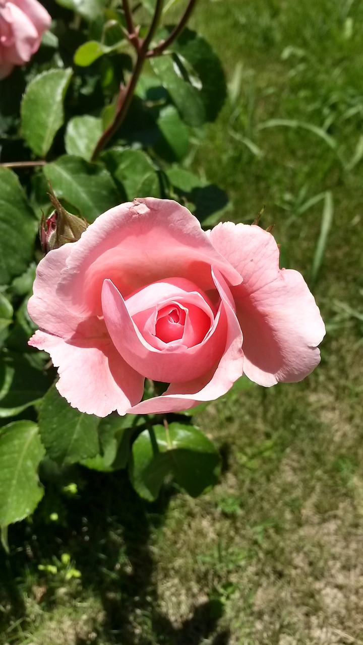 pink roses rose roses free photo