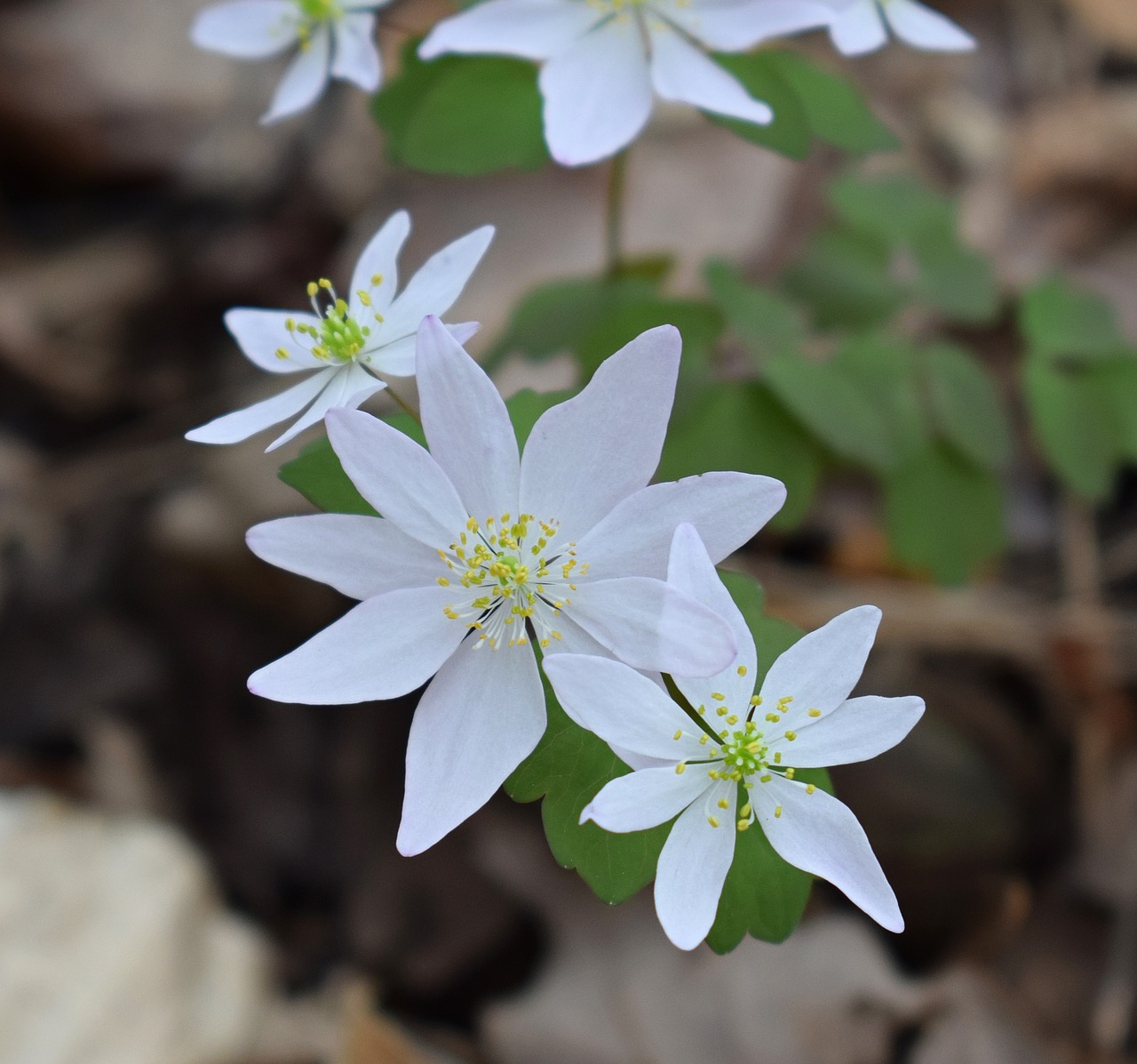 pink rue anemone wildflower flower free photo