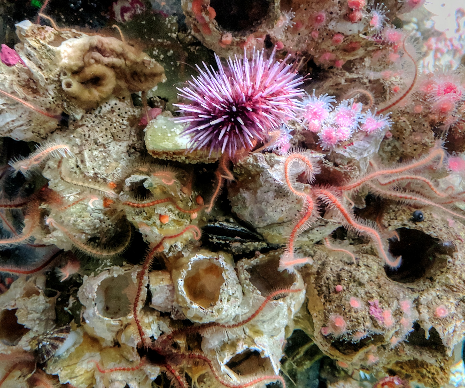 sea urchin urchin marine animals free photo