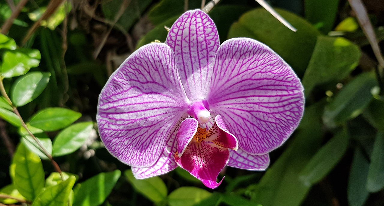 pink speckled phalaenopsis orchid  orchid  bright free photo