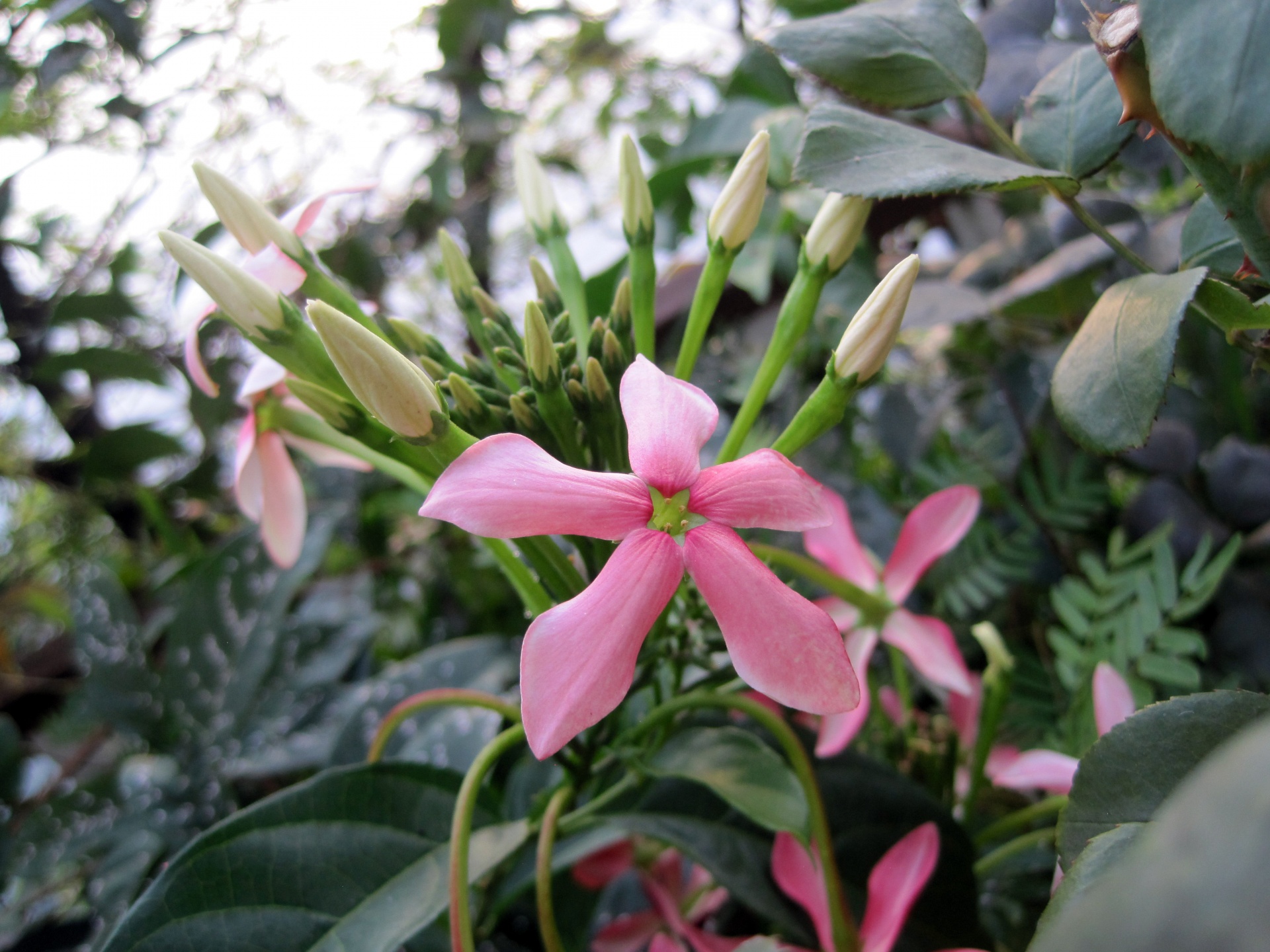 flower pink star shape free photo