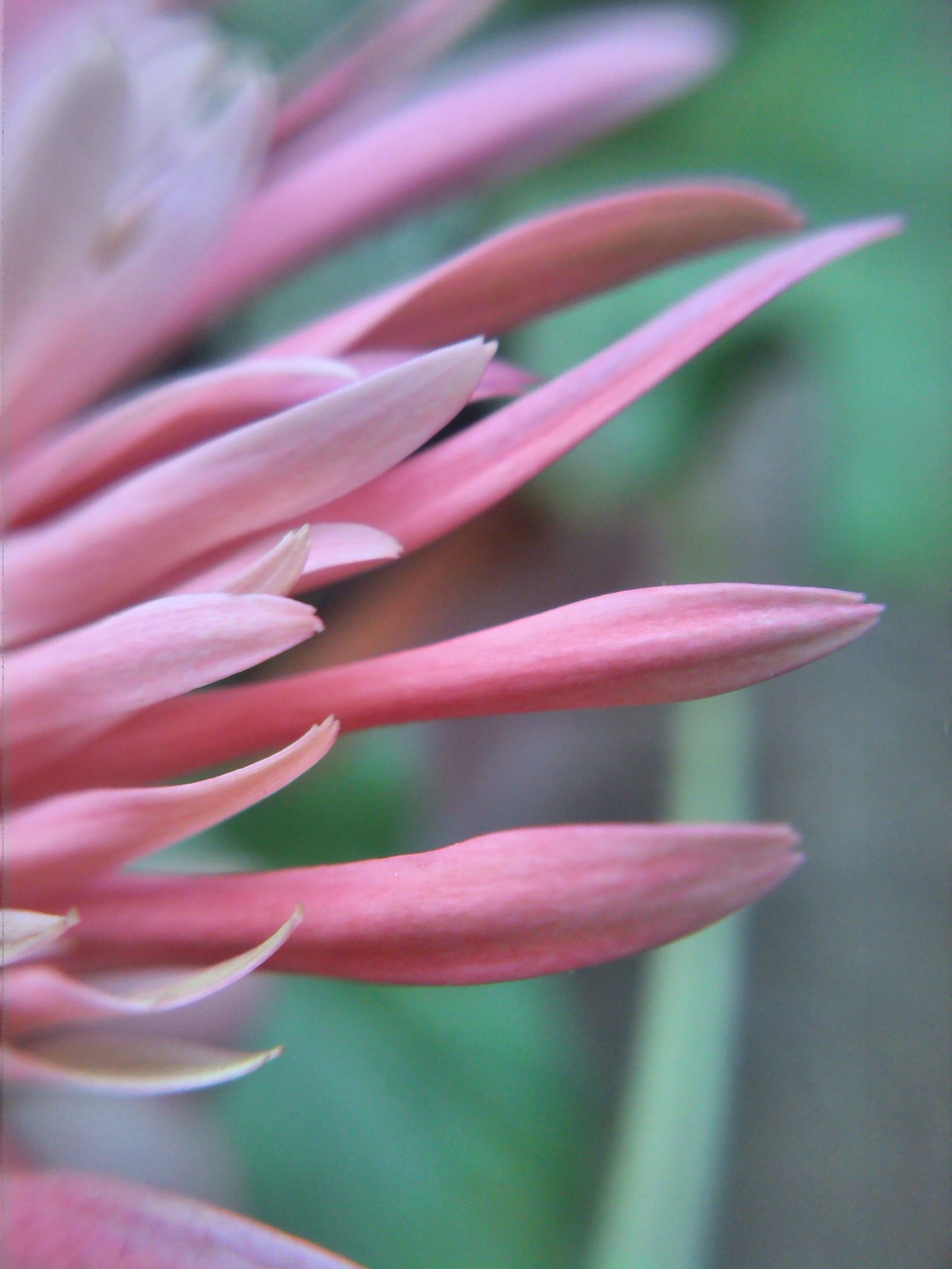 petal daisy flower free photo