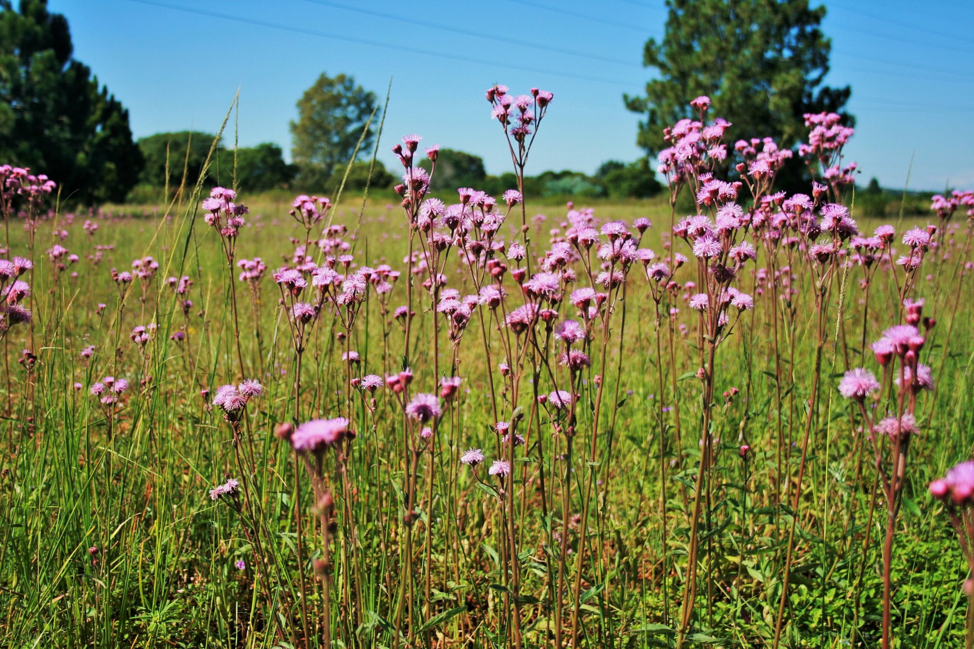 veld weed thistle free photo