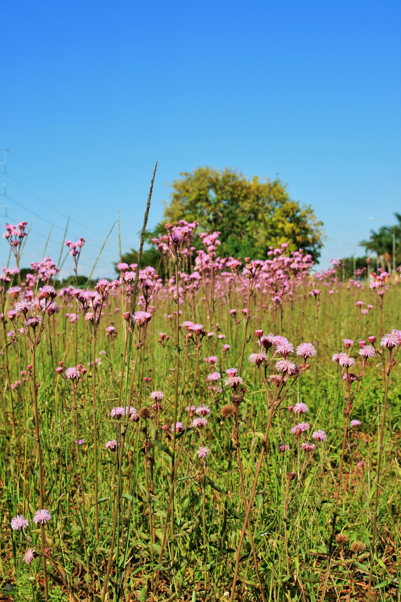 veld weed thistle free photo