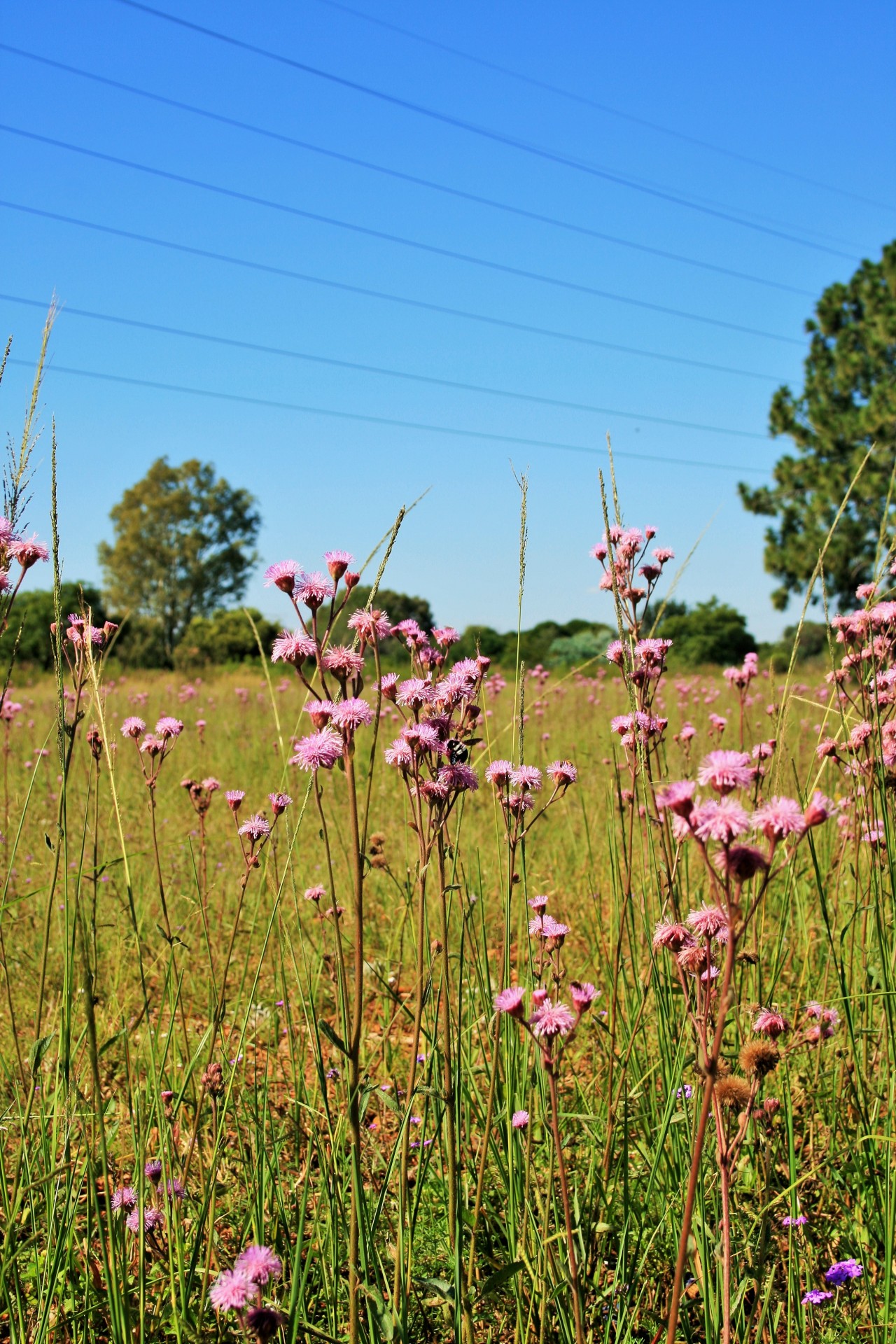 veld weed thistle free photo